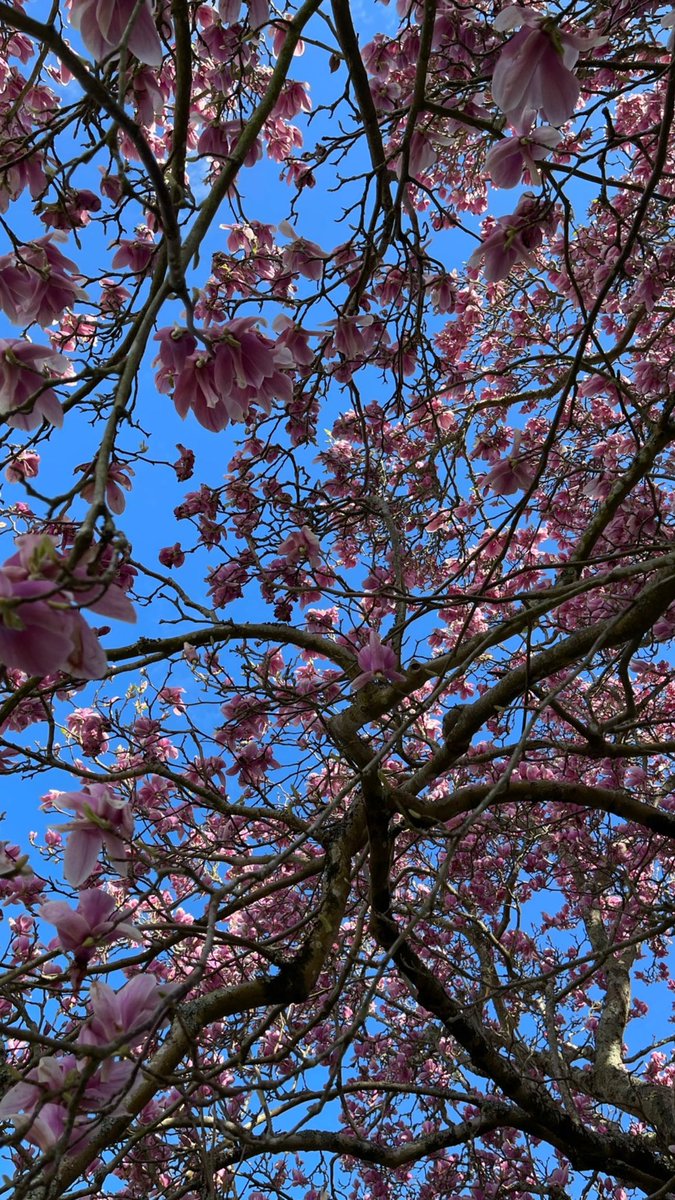 Palabra de hoy: aromar Perfumar el aire las flores. #DiccionarioAceytuno 📗📘📕📒 #Naturaleza #Nature