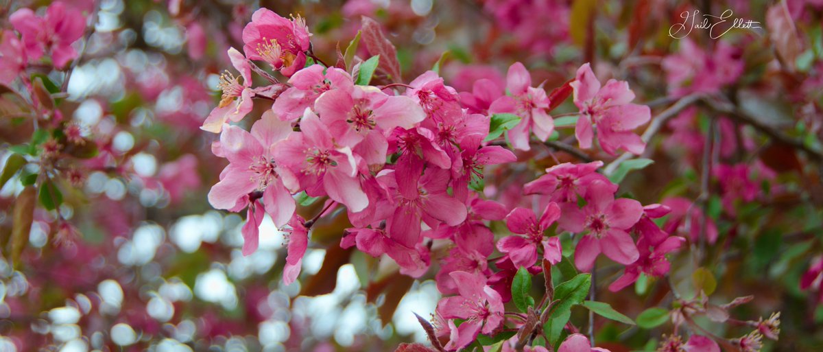 May 11 Theme 'Pano' #DailyPictureTheme @DailyPicTheme2 #PanoPhotos @PanoPhotos My crabapple tree in bloom #Colorado
