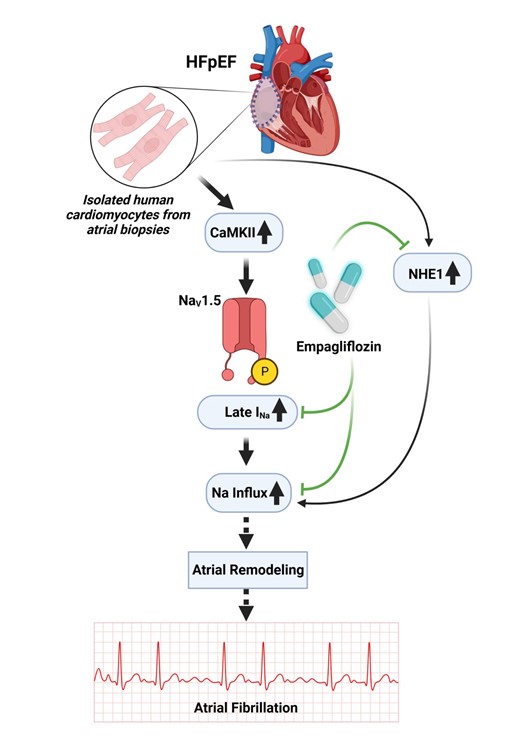 Just published in Circulation Research: empagliflozin inhibits sodium influx in human atrial cardiomyocytes from HFpEF patients, and this mechanism could contribute to antiarrhythmic effects in such condition academic.oup.com/cardiovascres/… @CircRes