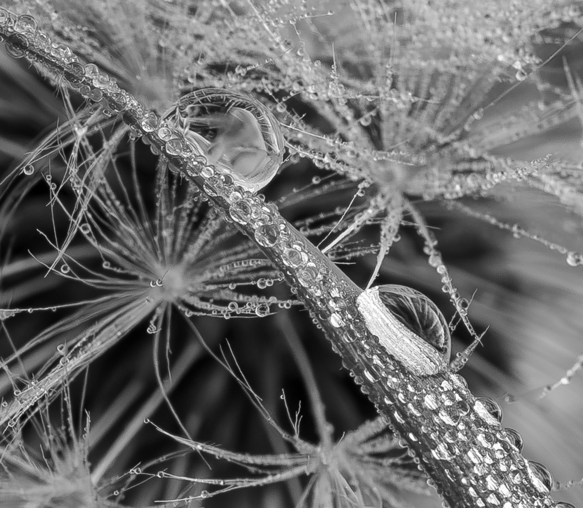 Trying to emulate @psychoticstate's Misty May Dandelion image with a black and white macro of a dewy blade of grass with some Dandelion parachute seeds as a backdrop. @BNW_Macro #blackandwhitemacro #macro #ThePhotoHour #macrophotography #blackandwhitephotography #MacroHour