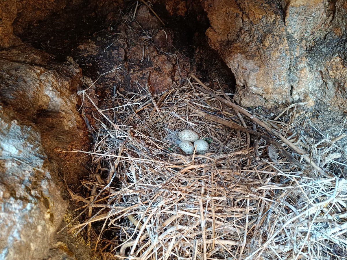 AMP MIRAMARE tweet media