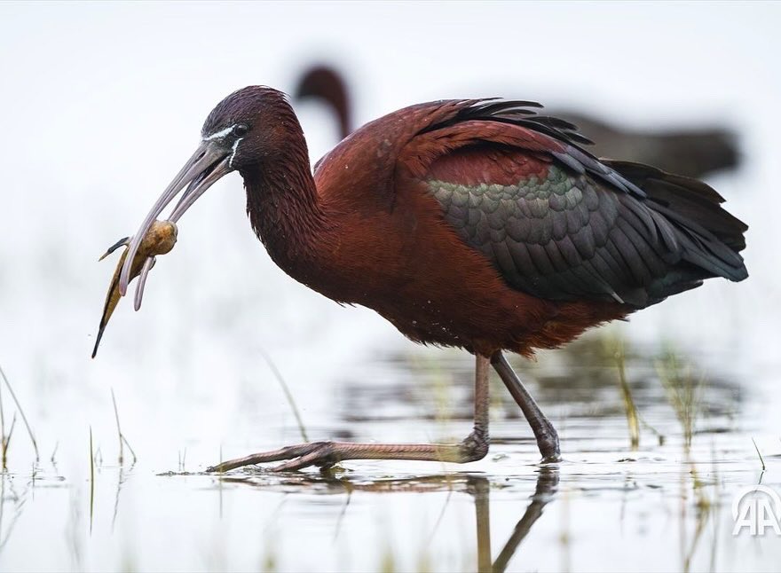 Uluabat Gölü kıyılarında çektiğim Çeltikçi kuşları @guardian ‘da haftanın seçkisinde yer aldı💚 #DoğayaKanatAçtık @anadoluajansi @anadoluimages