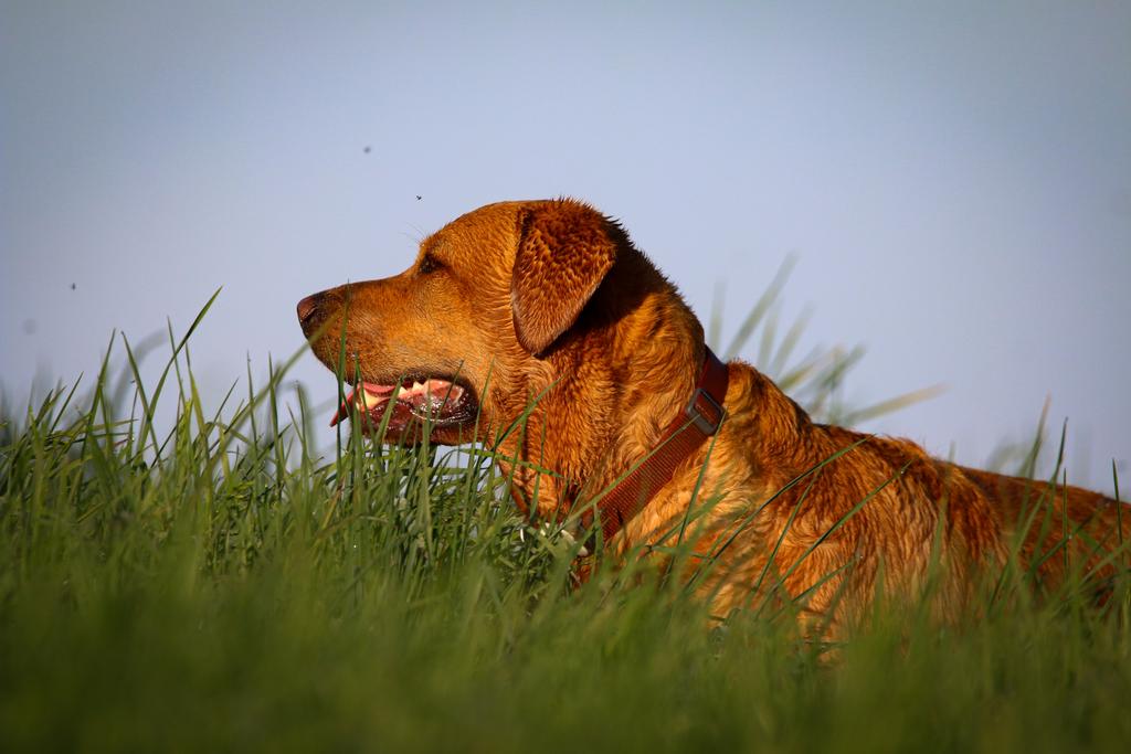 Well, no exotic animals were spotted at 5 a.m., but I did capture a spoiltus labradorus. #Baileydaily #DogsofTwittter