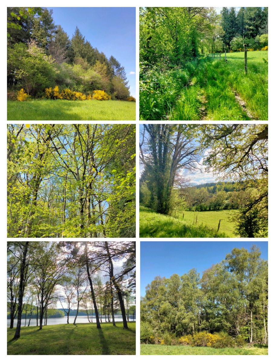 Un peu de campagne creusoise pour ce #SixOnSaturday . Belle journée à toutes et tous 🌿🌼🌿 #Creuse #FranceMagique #Limousin #NaturePhotography #NatureBeauty 🌳🌲🌳
