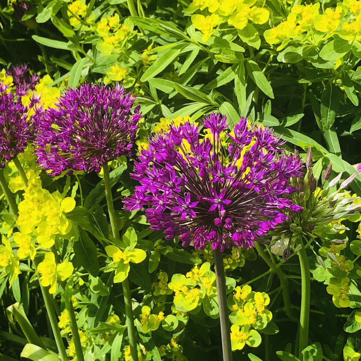 Alliums & Euphorbia seen on a recent walk 💜💚 Have a great day.