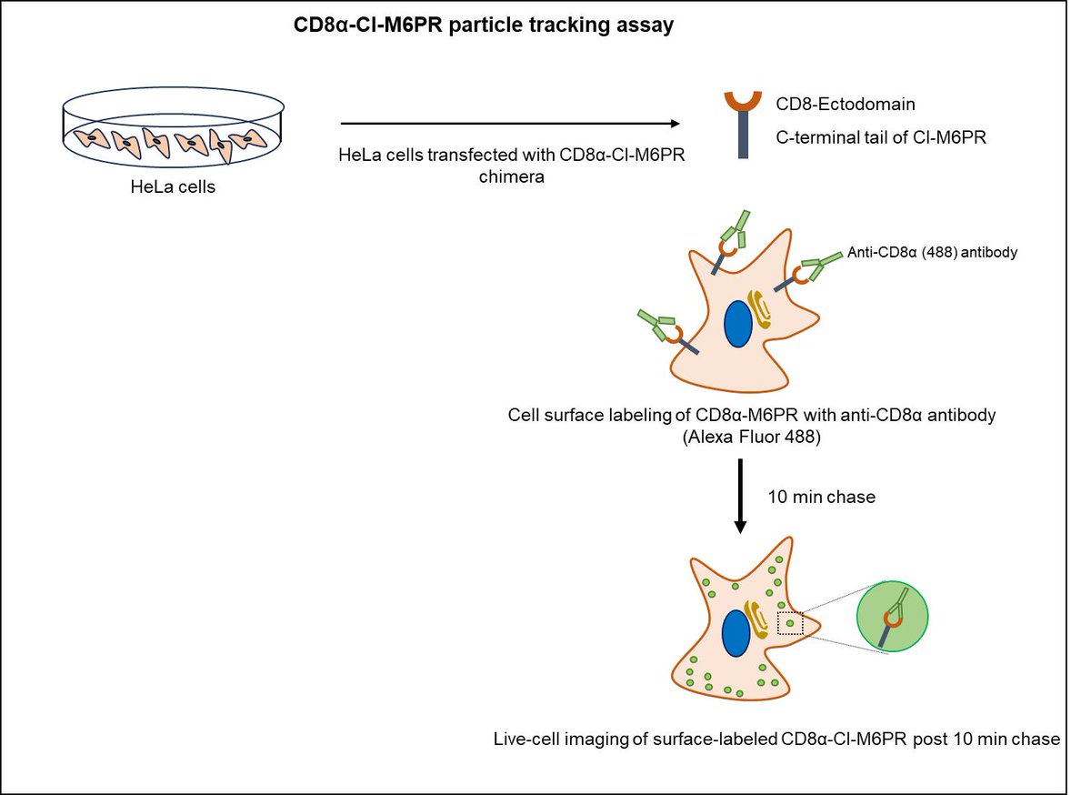 A latest protocol describing the retrograde trafficking of cation-independent mannose 6-phosphate receptors (CI-M6PR) using a CD8α-CI-M6PR chimera. bio-protocol.org/en/bpdetail?id… Work by @Shalini93Rawat and @MahakSharma23 at @IiserMohali. Reviewed by  @AmbrogioLab.