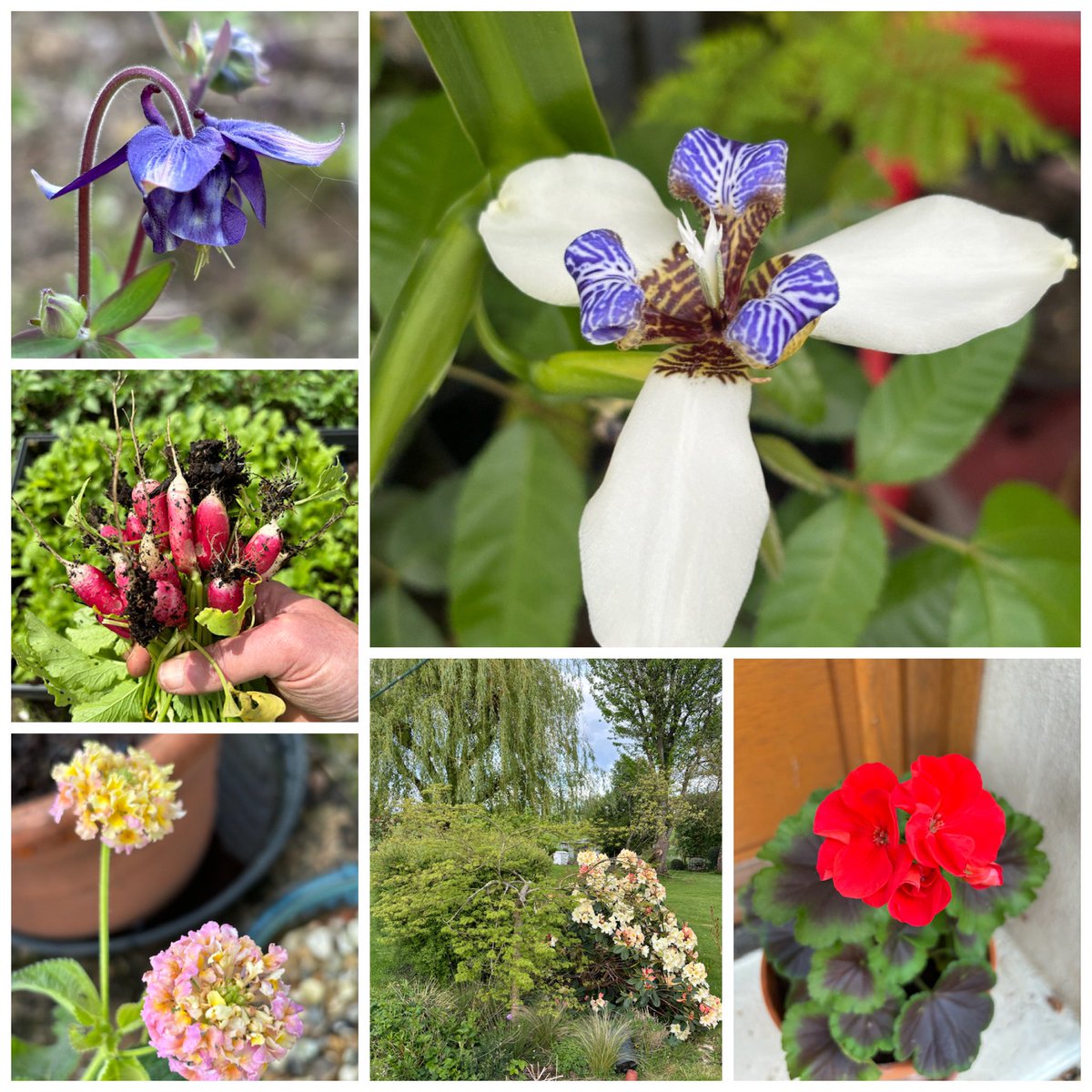 #sixonsaturday 11-05-24 with the stunning walking iris, an aquilegia, radishes, lantana flowers, pelargonium and rhododendron&acer fredgardenerblog2.wordpress.com/2024/05/11/six…