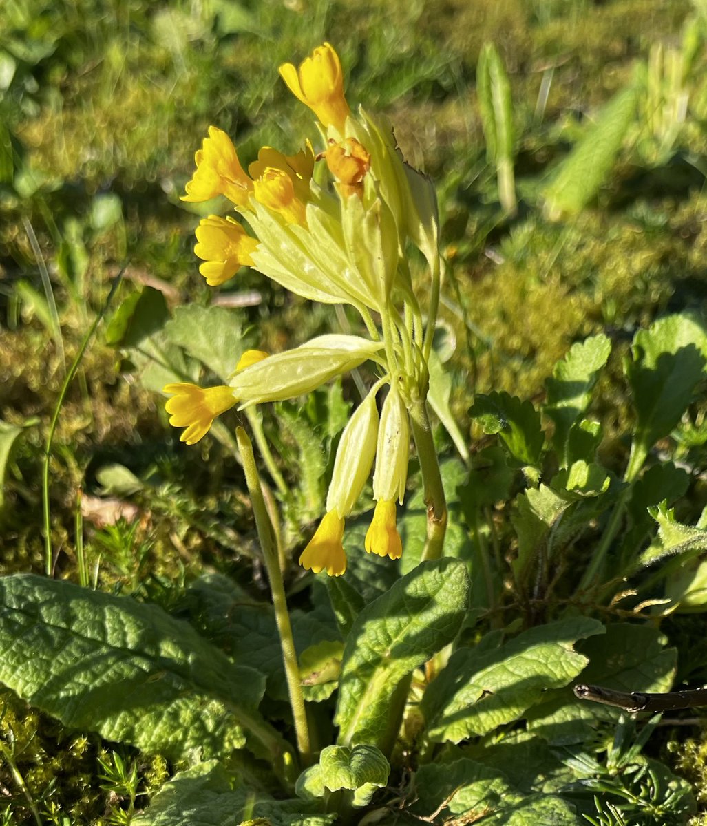 librarynative's tweet image. One cowslip left in MurrayRoyal hospital grounds which this week had hundreds of this native wildflower. This bank is next to the Leven Ward, with a sensory garden to help mental wealth and wellbeing. The irony was not lost on me. Why is @nhstayside grass cutting? #nomowsummer