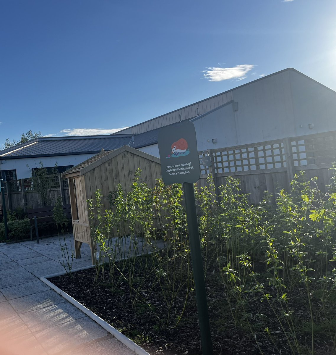librarynative's tweet image. One cowslip left in MurrayRoyal hospital grounds which this week had hundreds of this native wildflower. This bank is next to the Leven Ward, with a sensory garden to help mental wealth and wellbeing. The irony was not lost on me. Why is @nhstayside grass cutting? #nomowsummer