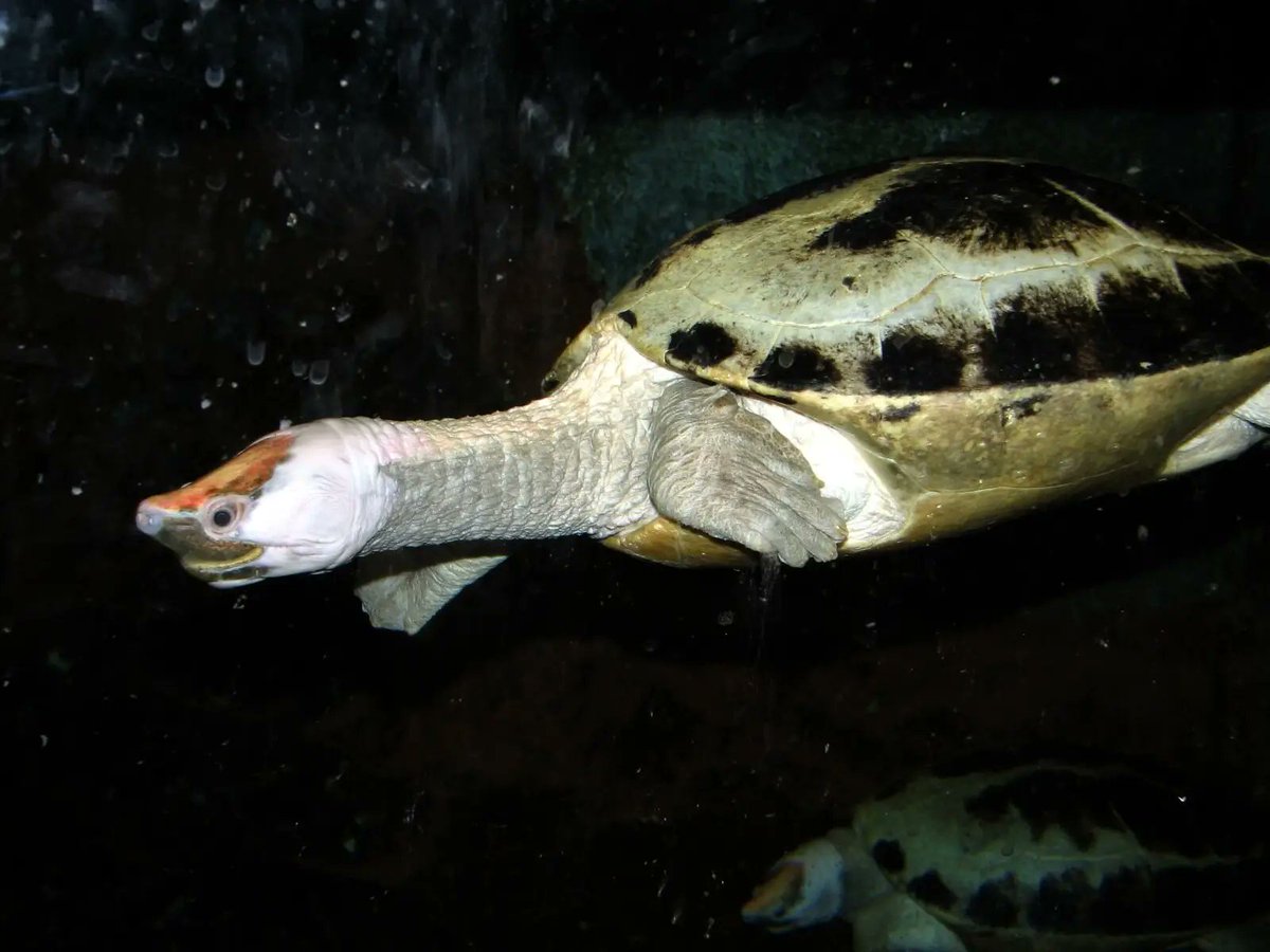 painted terrapins are so silly lookin and i think we as turtle enjoyers should talk about them more 
LOOK AT THEIR SILLY FACES AAARGH