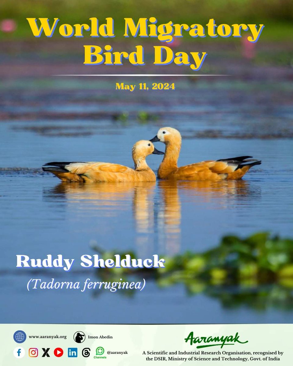 aaranyak's tweet image. On this #WorldMigratoryBirdDay, let's celebrate the beauty and wonder of these incredible travelers and commit to protecting the #flyways and #habitats that are essential for their survival.

#migratorybirds #MigratoryBirdDay #birds #wetlands