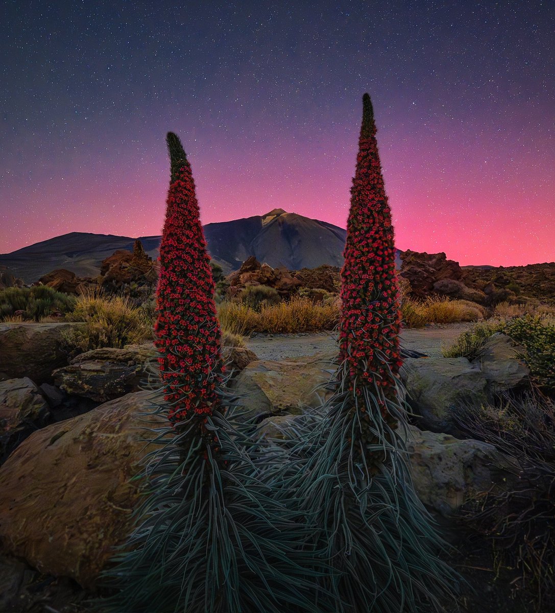 Zeworldphoto's tweet image. AURORA EN CANARIAS!

Hay veces en las que la vida te da regalos que son increíblemente inesperados, este sin duda es uno ellos. Jamás hubiera soñado con un momento como este y anoche ocurrió algo mágico. 

#auroras #Auroraborealis #Tenerife