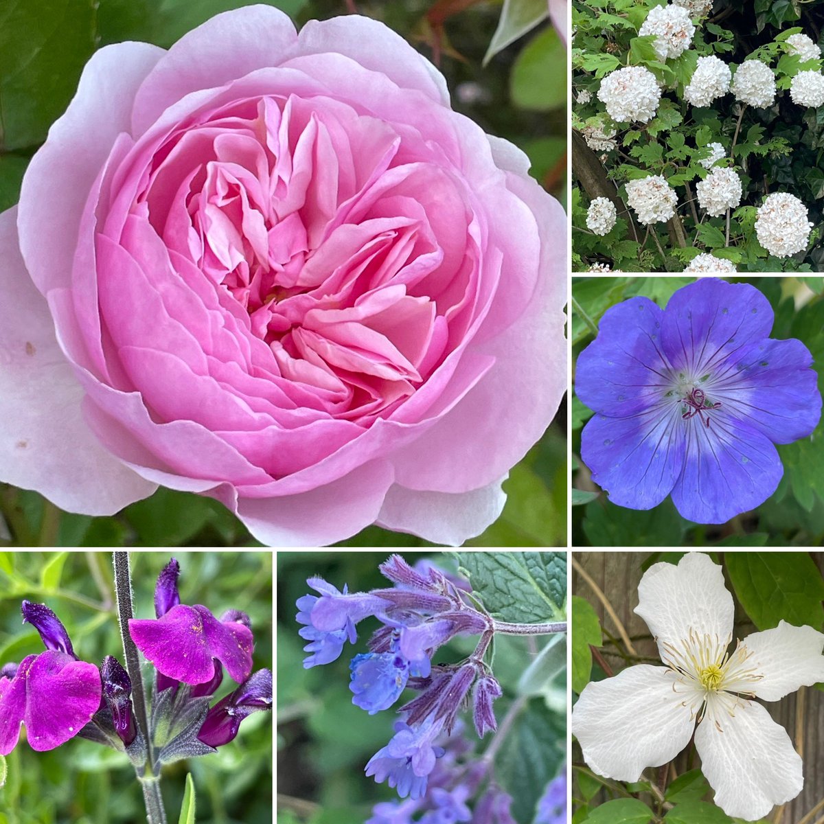 And the roses have arrived 🩷#SixOnSaturday #GardenersWorld #GardeningTwitter