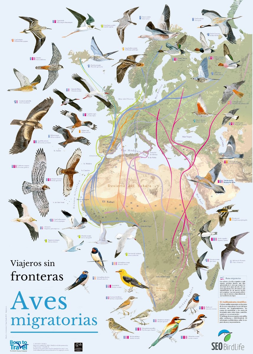 ¡Las aves son viajeras sin fronteras!
🦆🦅🦉🦤🦩🦜🐦‍⬛

ℹ️ VER PÓSTER: tienda.seo.org/poster-aves-mi…
#DíaMundialdelasAvesMigratorias #WorldMigratoryBirdDay #aves