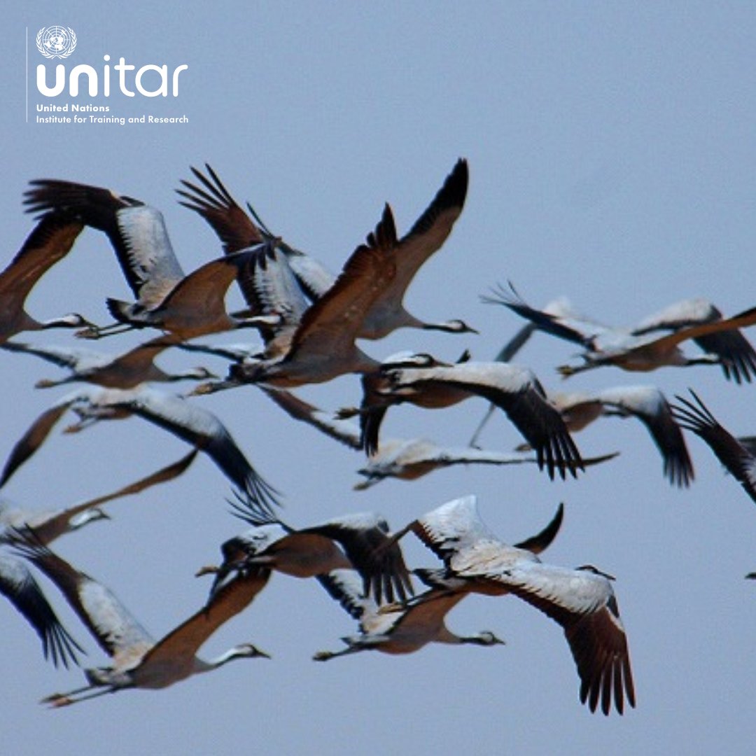 This #WorldMigratoryBirdDay, we join our colleagues at @WMBD in calling for awareness about the connection between birds and ecosystem balance. Join our courses to understand the role International Law has in addressing climate change: tinyurl.com/mrxwe6w3  #WMBD2024