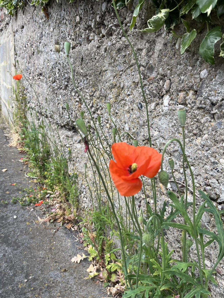 Poppies and concrete. Nature doing her best to hide man’s folly. The location is the large concrete German blockhouse / bunker in Rouex, near the Chemical Works on the Arras battlefields. What a stark contrast. More…..
