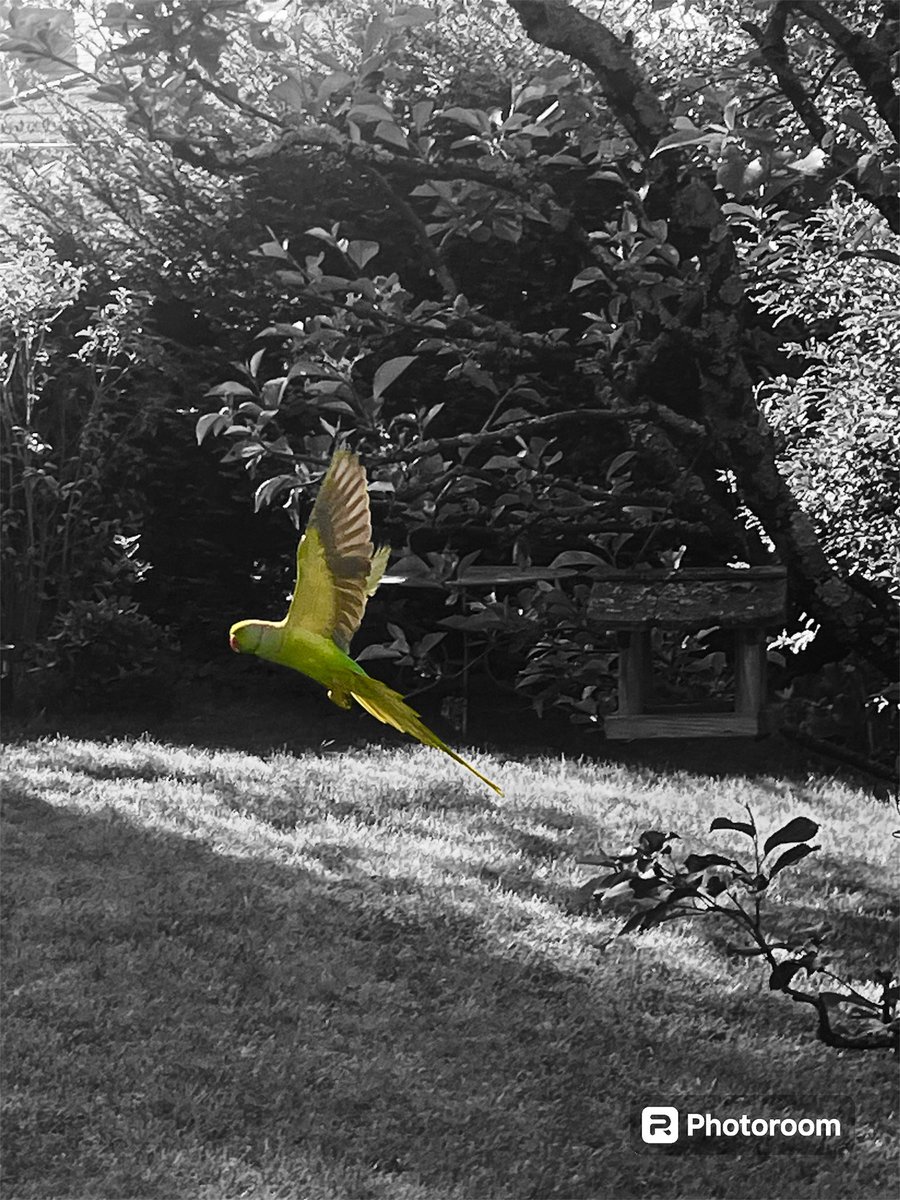 Parakeet in the garden this morning 😍