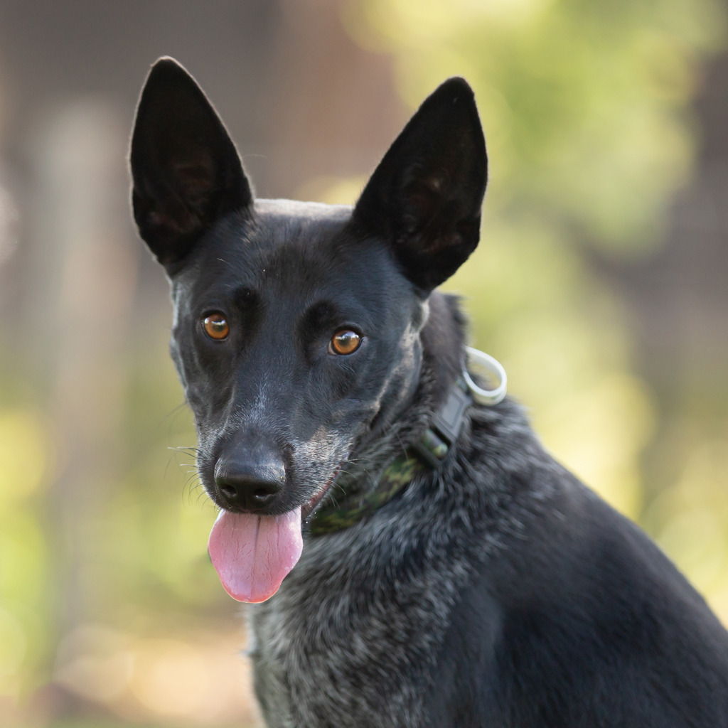 Hi there! I'm Austin, the one-year-old Australian Cattledog Cross Australian Kelpie bursting with excitement and love! 🐾 Are you ready for a bundle of energy and endless fun? That's me! For more on Austin please visit - bit.ly/AWLQAustin1282…
