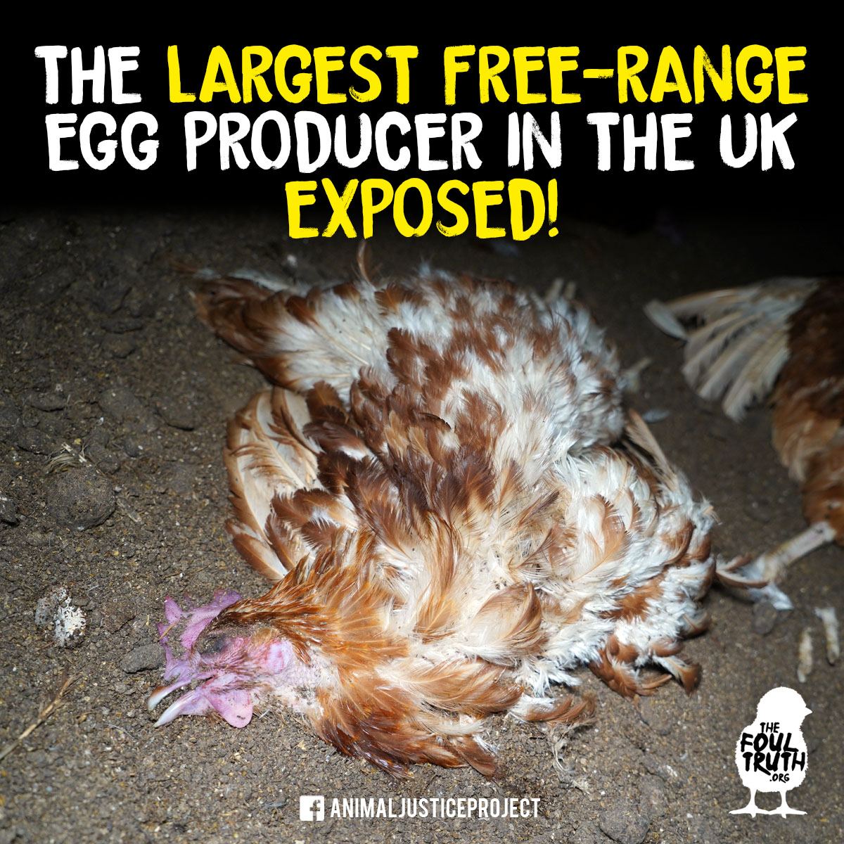 🥚 Glenrath farms is the largest free-range egg producer in the UK producing one million eggs a day! Don't be fooled by misleading labels. Cage-free hens still suffer. Choose compassion and ditch eggs! 🎥 vimeo.com/940758388 #Rotten #CageFreeIsntCrueltyFree @RSPCAAssured