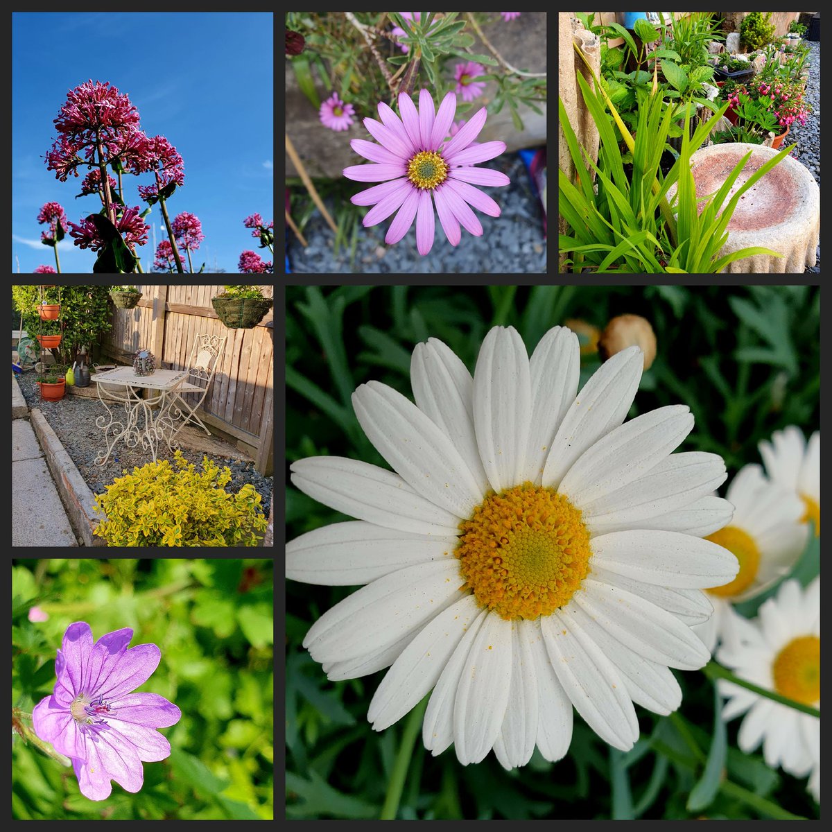 #SixOnSaturday
Morning 🙂 
#gardening #GoodMorningEveryone #Flowers #SaturdayVibes