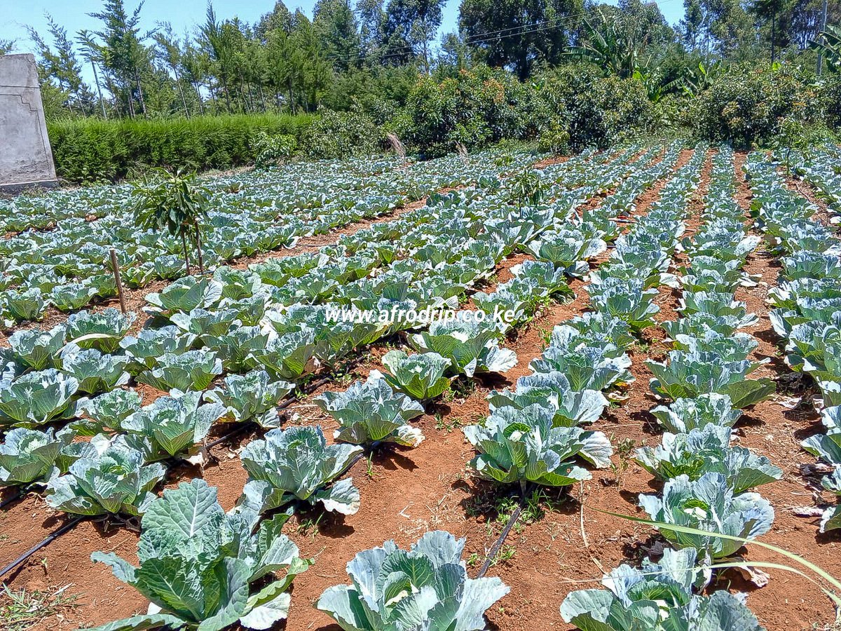 Drip irrigation offers precision cultivation with top notch water management. Visit any of our outlets countrywide and get the best drip irrigation kits at unbeatable prices. 
For further assistance
☎️ 0711506498
✉️ sales@afrodrip.co.ke
#afrodrip #dripirrigation #irrigation