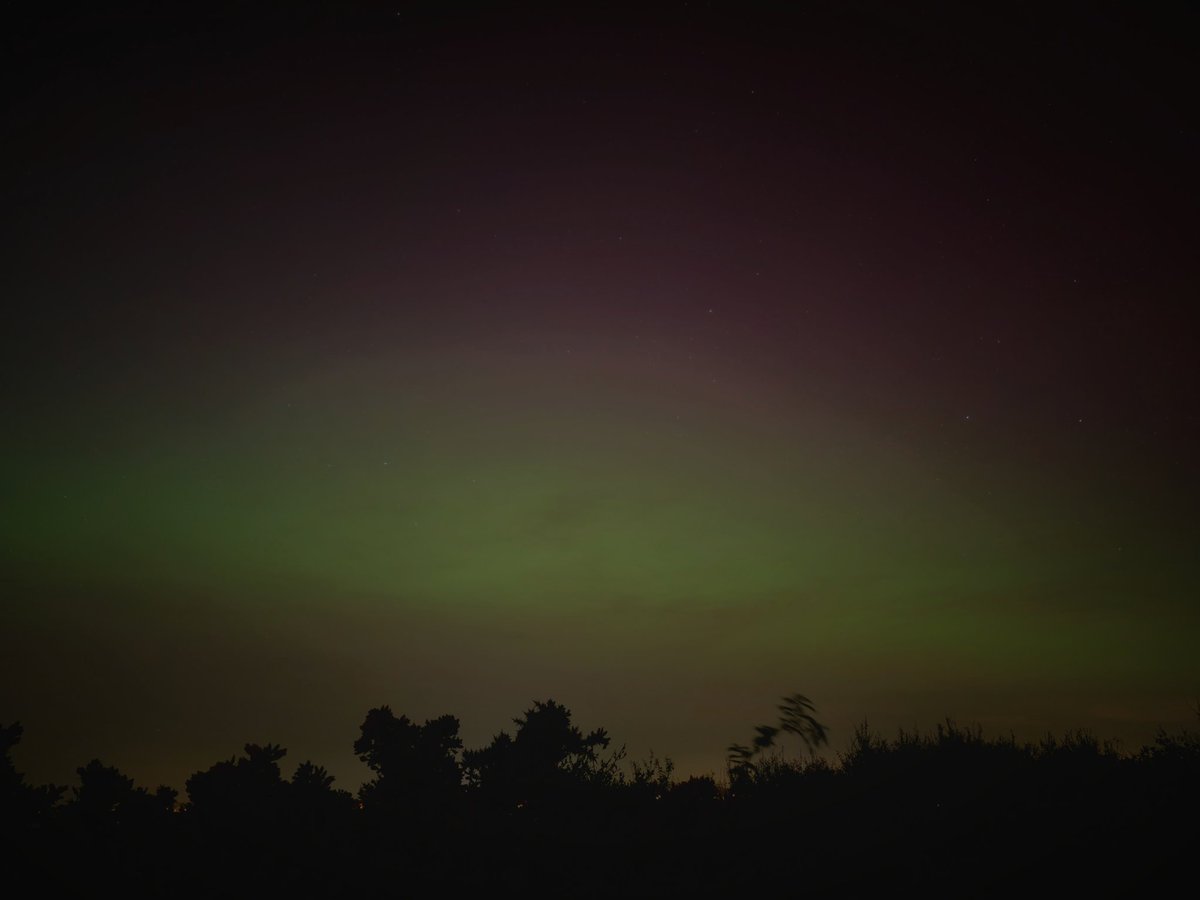 mark holloway🐞🦗🐝🦠🦊🕸🕷🐛🦉🌿🔭👀 tweet media