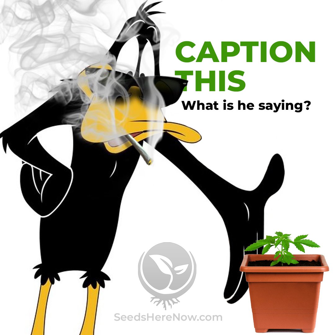 BEST CAPTION receives a FREE PACK of Pure XX seeds 🔥🔥🔥(US Domestic entries only) Let's see what you've got! 

#seedsherenow #CannabisCommunity #cannabislife #420friendly #420Life #cannabisgrowers