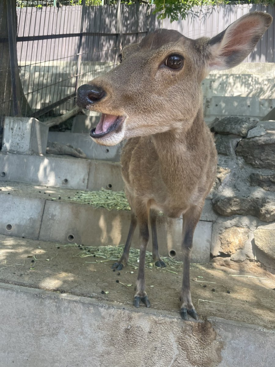 ニホンジカ