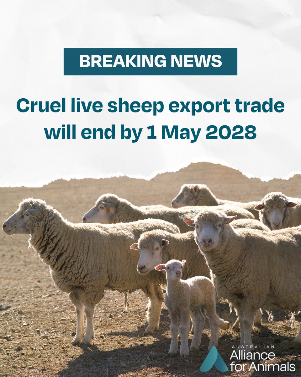 🐑 BREAKING NEWS! The Albanese Government has finally announced an end to live sheep exports by sea, with a final phase-out date set for 1 May 2028. A heartfelt thanks to each of you who stood up and helped secure this victory for the animals. Read more: allianceforanimals.org.au/ourwork/albane…