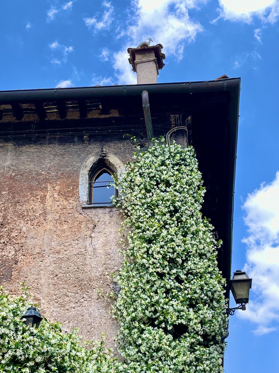 Stella Gelsomino… Piazza dei Mercanti

#Trastevere 
#Roma 🤍
#Rome