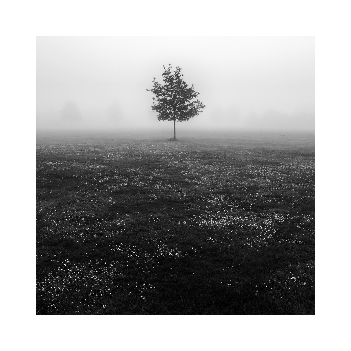 Daisies and Tree, Buckinghamshire 2024

#photography #monochrome #bnw