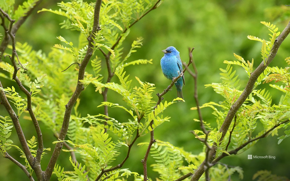 An Indigo Bunting perched on a branch, Texas