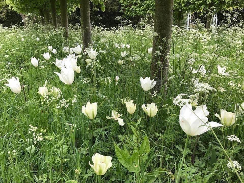 We’re awash with cow parsley and tulips. (Tulips are ‘Spring Green’, ‘Green Spirit’ & ‘White Triumphator’).