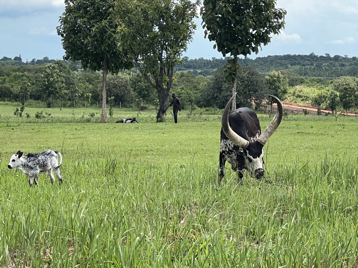 Kiremba (full names Kiremba kya mayenje genkungu rutakamwa mushema) has delivered a calf in time for the Census 🤣🤣🤣 Now I have the headache of naming her. ⁦@Mwesigwa_R⁩ do you copy? I know a few people who can take one look at the calf and give an appropriate name 🏃‍♂️🏃‍♂️