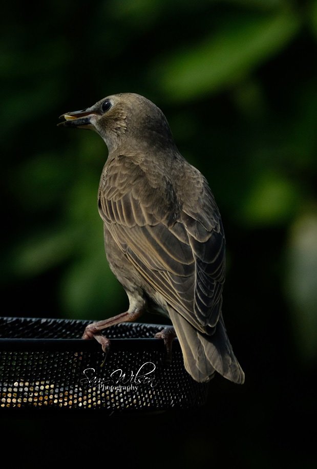 Babies!! #birds #birdphotography #NaturePhotography