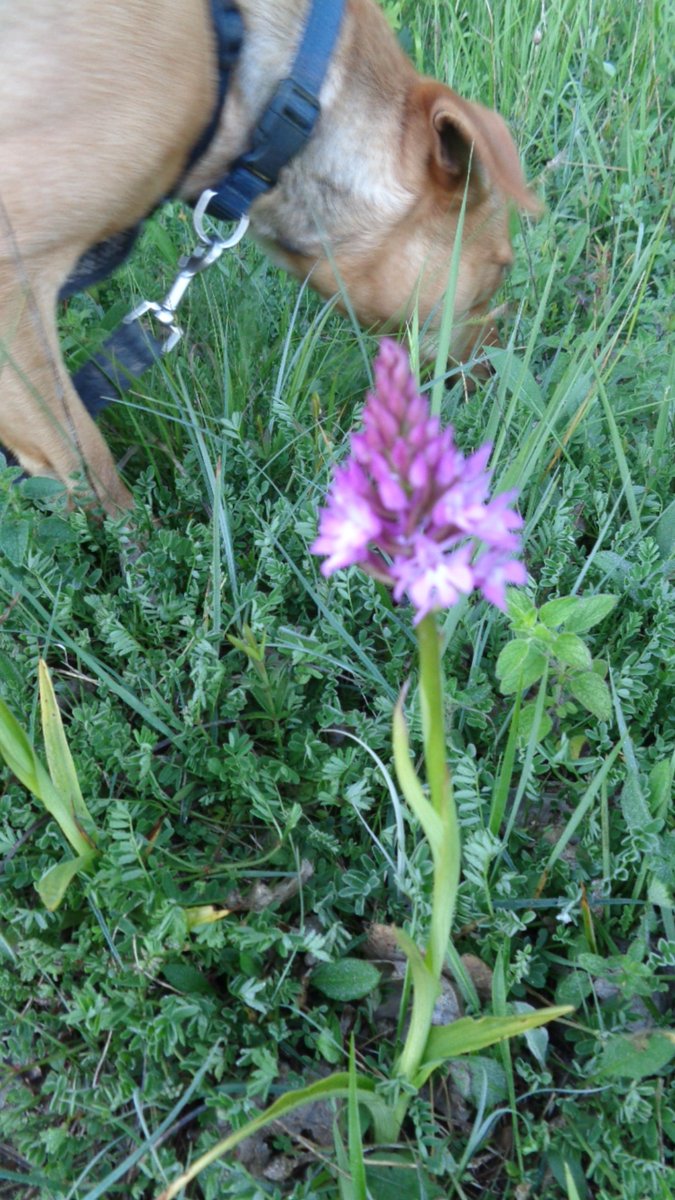 The pyramid orchids are out! (Please excuse the photobombing Guadeloupian dog.) #wildflowers