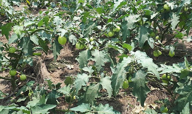 A farmer from @GicumbiDist Manyagiro sector has 100kg of egg plant ready for sale at 250Rwf/kg. Buy from a farmer by visiting ehaho.rw/products/intor… or call us at +250786506040 for assistance.