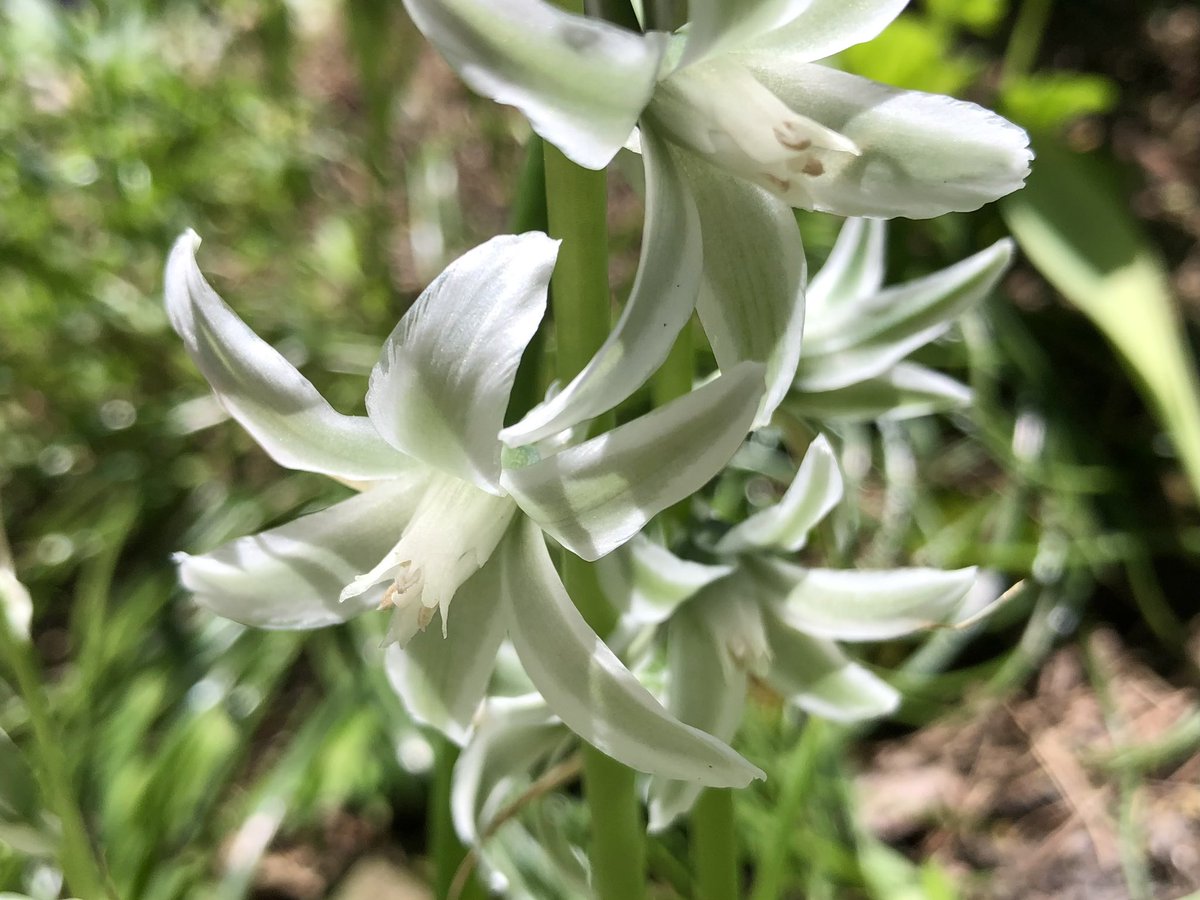 オーニソガラム・ヌタンス

別名   ガラスの花

初めて球根を植えて見ました

花言葉        「純粋」