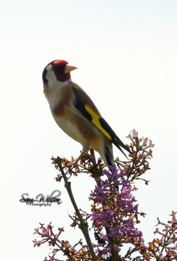 Goldfinches sitting near to the garden #birds #birdphotography #naturelovers