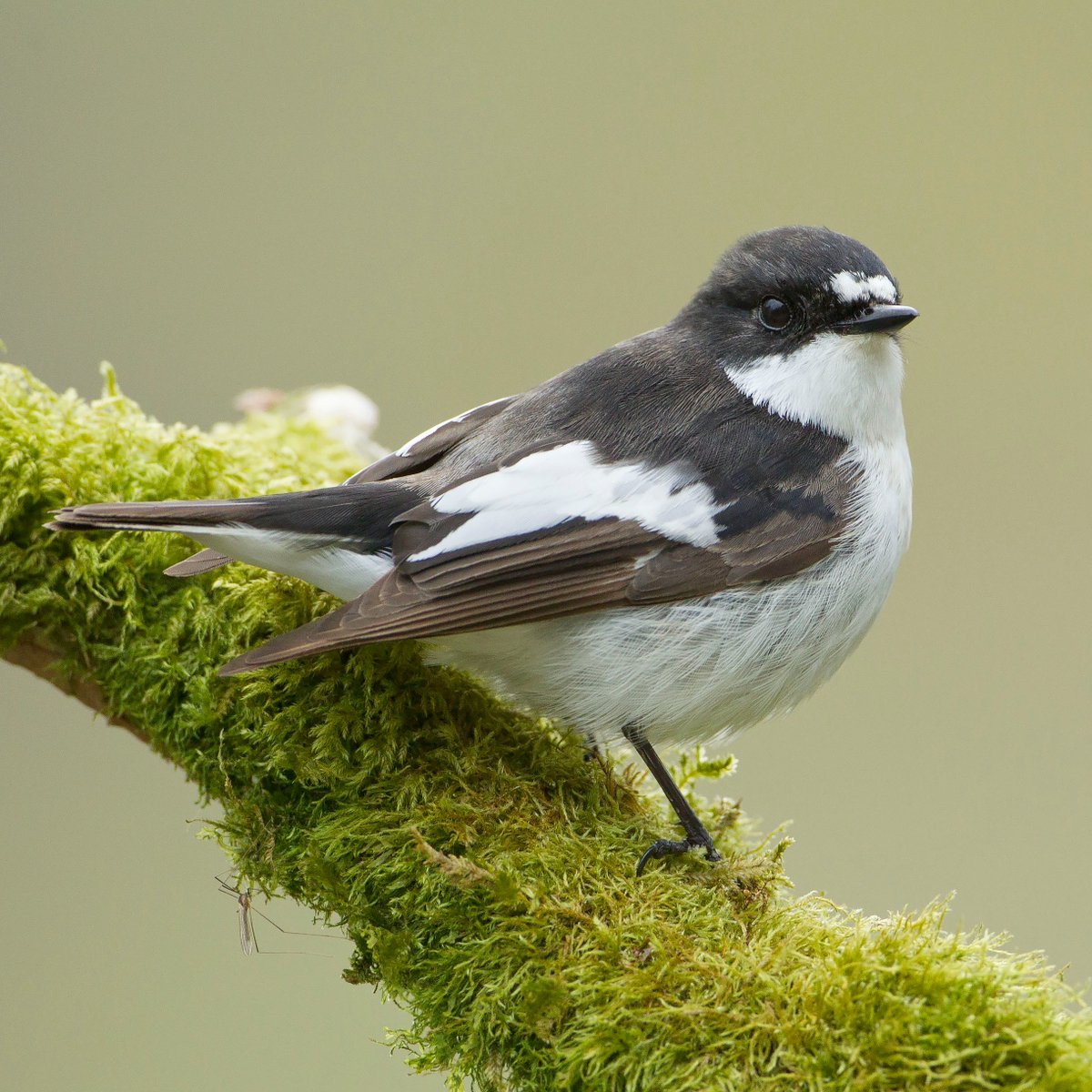 🎉 Today is #WorldMigratoryBirdDay! 🌍 #PiedFlycatchers are one of our summer visitors, migrating to our shores from West Africa. 🌳 They are #TemperateRainforest specialists, thriving in mature oak forests in western parts of the UK. 👉Learn more: bit.ly/3yfq3gv