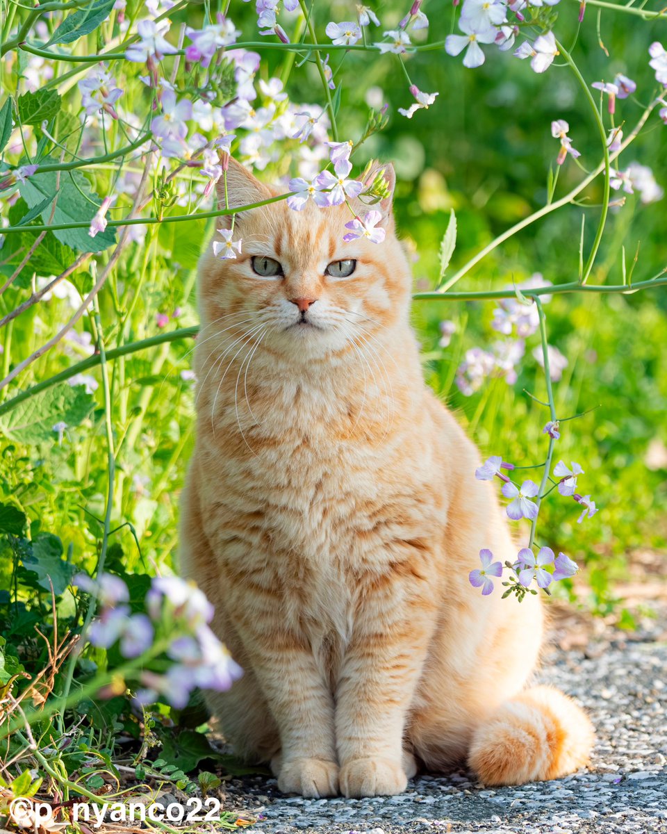 お花とさっちゃん🌸 Flowers look good on Sachi. ※さち日めくりカレンダー掲載写真 さち日めくりカレンダーの販売はminne minne.com/@simabossneko メルカリShopsにて mercari-shops.com/shops/kzZxS3bk… #日めくりカレンダー #猫 #cat