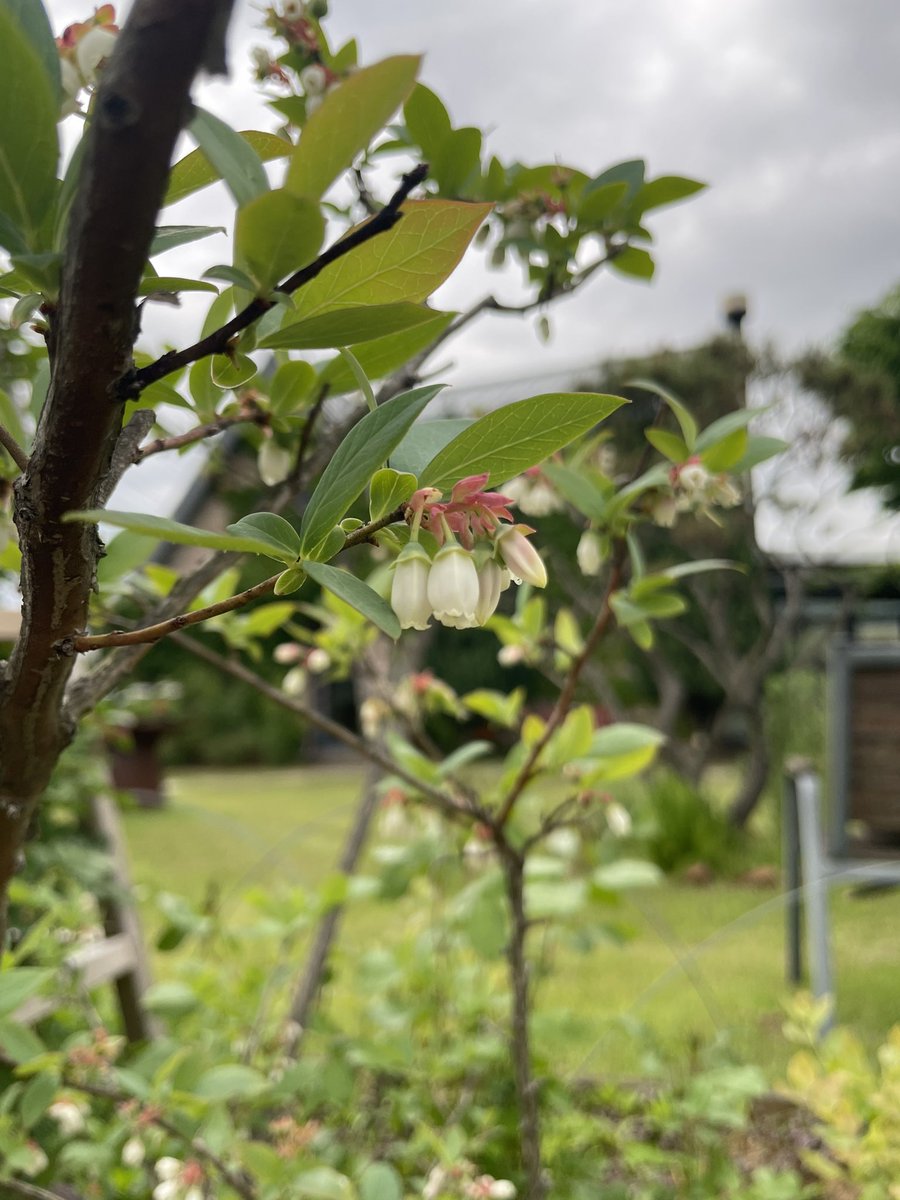 오늘의 꽃구경~~