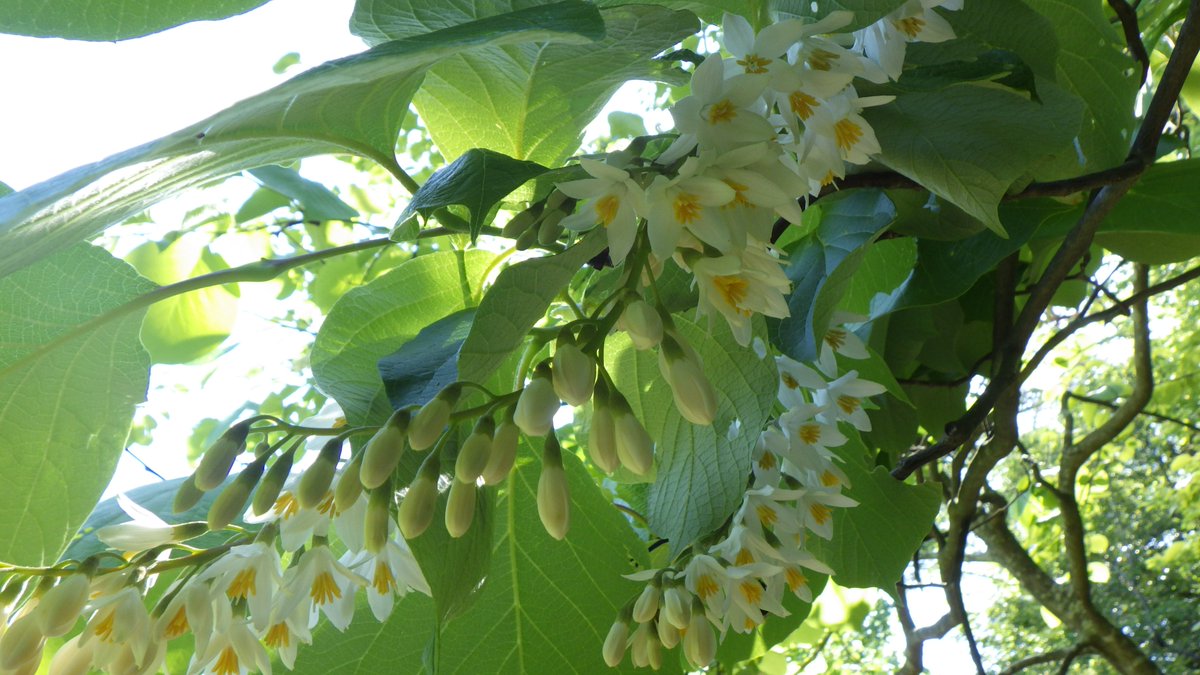 園内のいろいろな場所で ＃ハクウンボク の開花が始まっています😊
白い花をたくさん付け姿はボリュームがありとてもかわいらしいです🩷

撮影日　5月11日