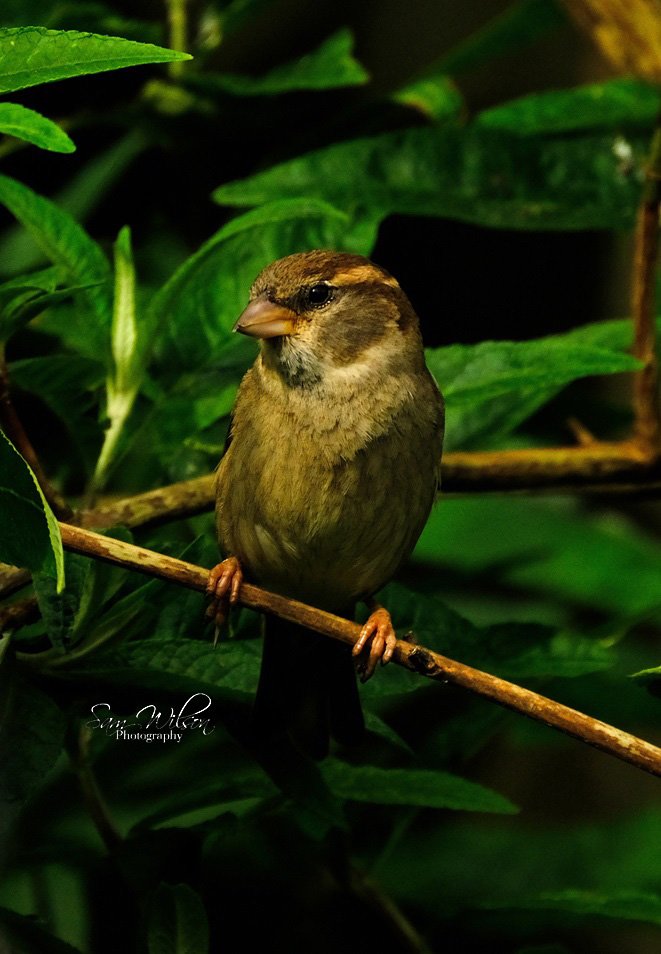 Sunlight sparrow #birds #birdphotography #nature