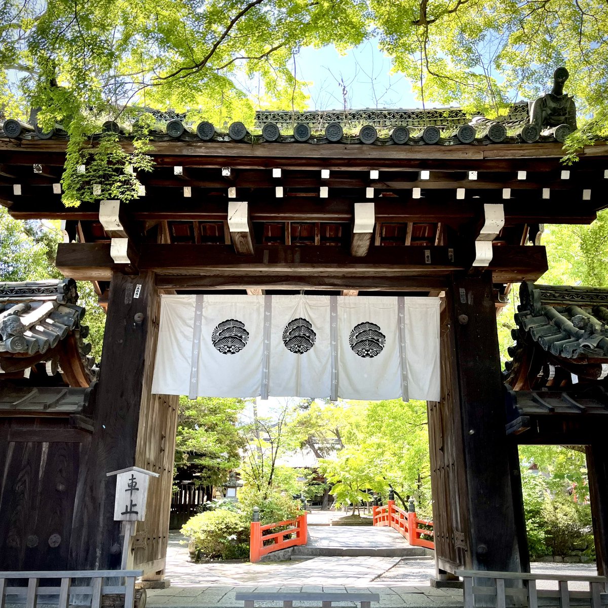青葉の桜餅
紫野・今宮神社還幸祭前日にその年に芽吹いた葉で作ります。
若葉の活力をいただき、祭りを寿ぐお菓子です。

#今宮祭 #京菓子 #五月晴の京都