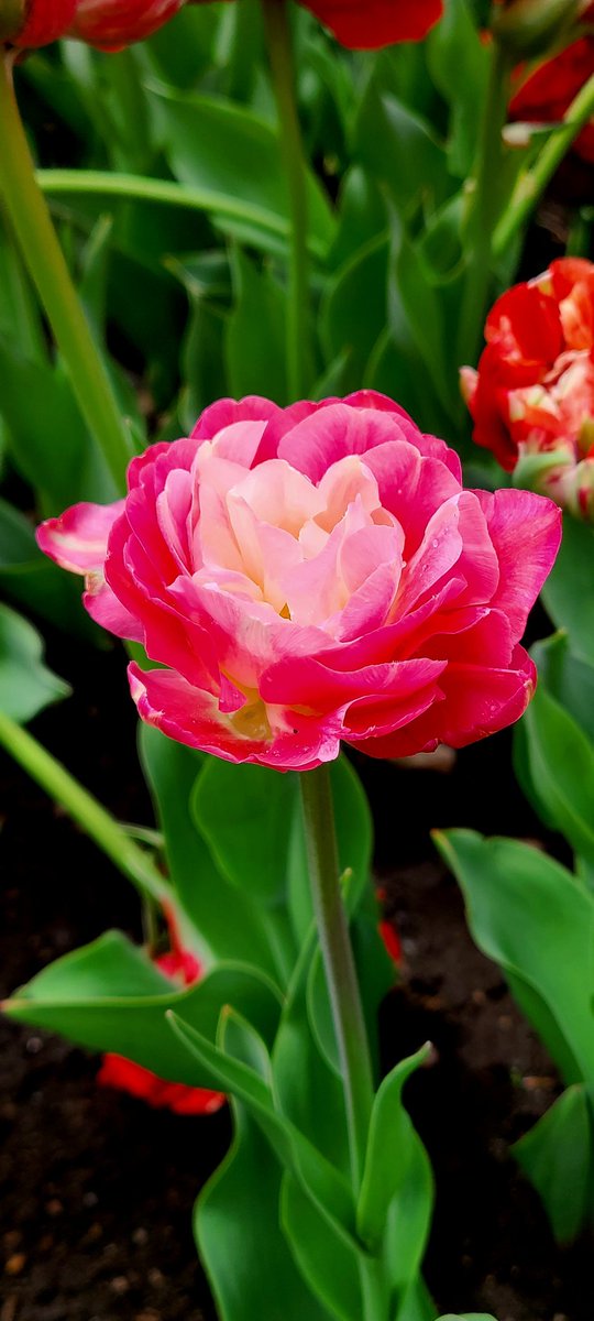 KannibalKrunch's tweet photo. Went to the Canadian Tulip Festival in Ottawa this week.
@CdnTulipfest
#tulips #ottawa #ctf24 https://t.co/EVdE1t1urs