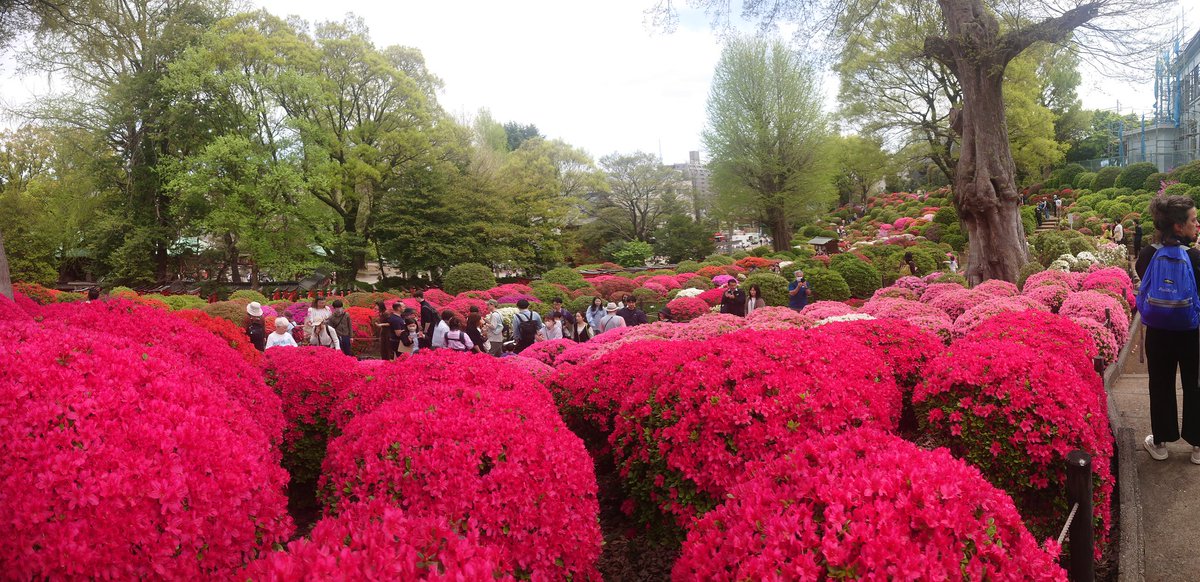 #ツツジ
@#根津神社