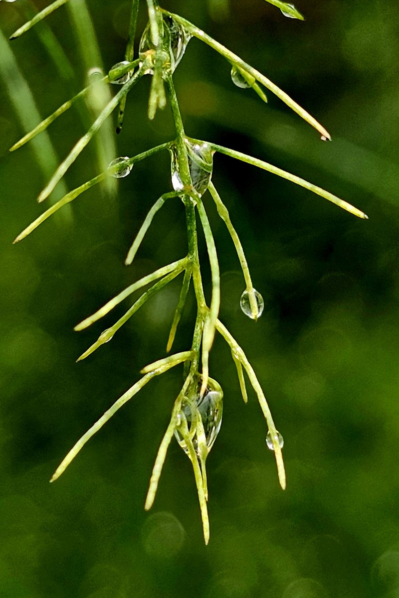 when worries
dissipate
morning dew
#haiku #haikuchallenge