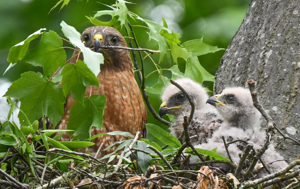 Red-shouldered hawk mom's not-so-subtle message to kids: Be prepared to branch out soon @ Huntley Meadows Wetlands, Virginia, USA. (2024-05-06) #NaturePhotography #TwitterNatureCommunity #BBCWildlifePOTD #ThePhotoHour #IndiAves #mothersday2024 #MothersDay
