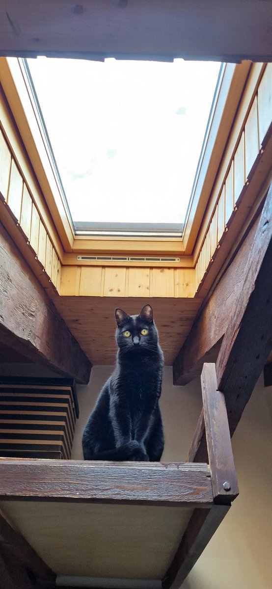 Please meow back #Eurovision